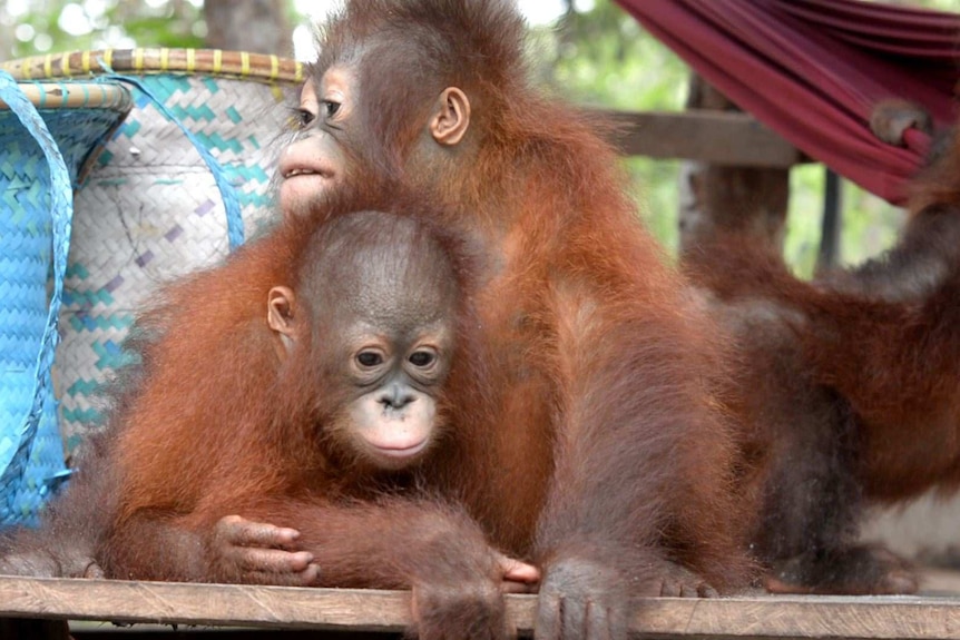 Baby orangutans