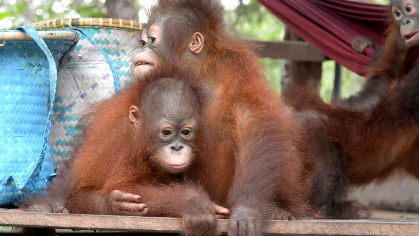 Baby orangutans