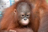 Baby orangutan