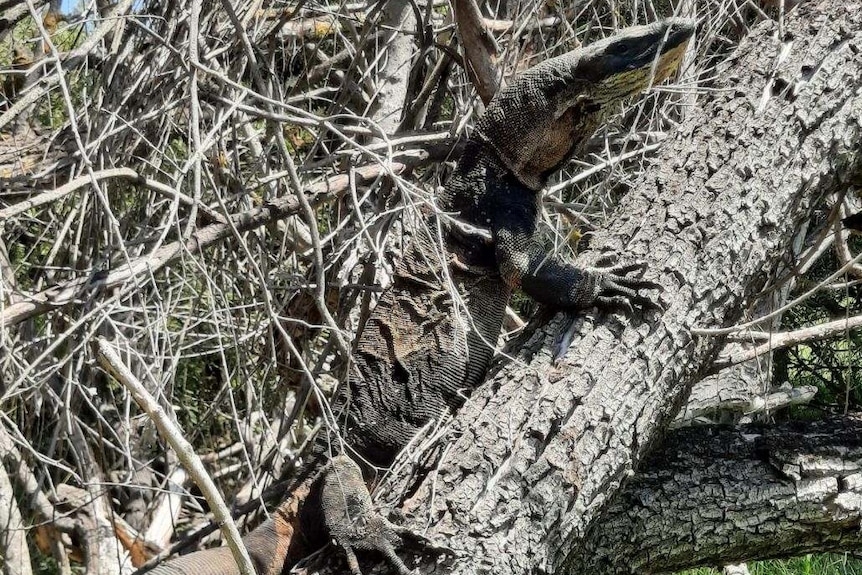 A lace monitor bends in with a tree trunk.