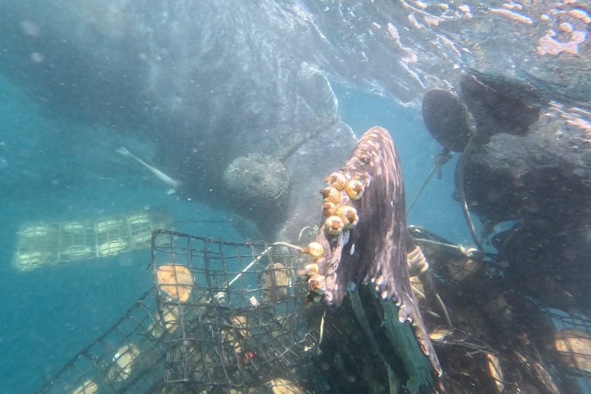 An underwater photo of a whale tangled in pearling lines