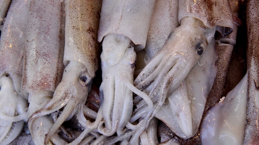 Freshly caught squid