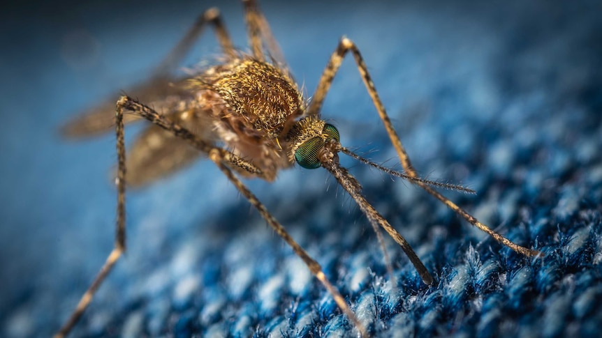 close up of mosquito of blue fabric