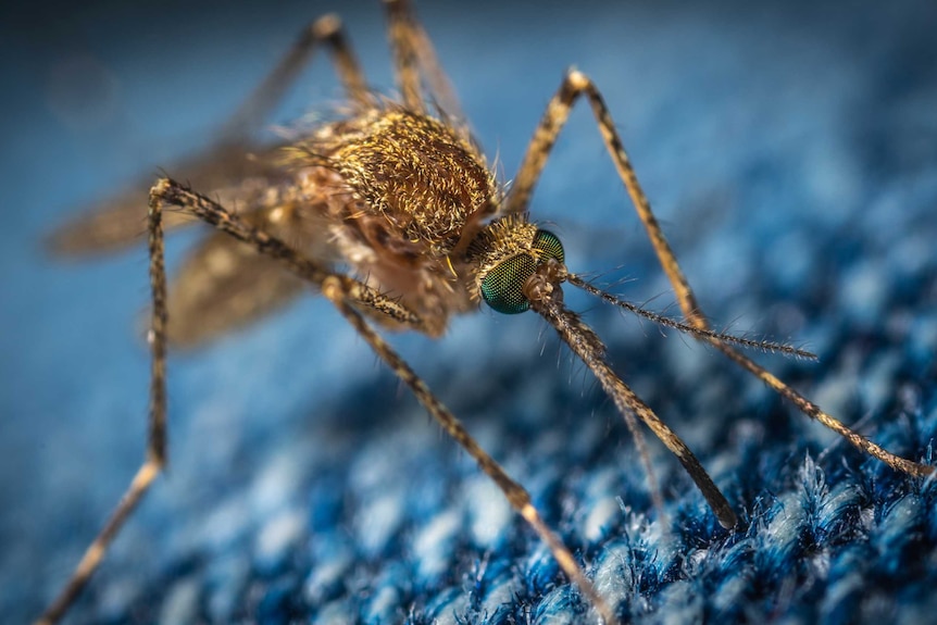 close up of mosquito of blue fabric