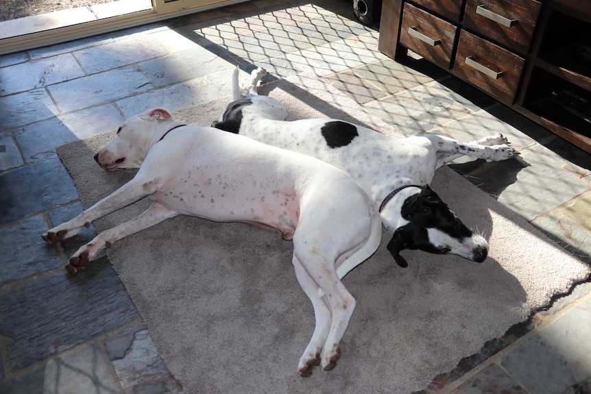 A large white dog and a large white and black dog lay back-to-back on the living room floor.
