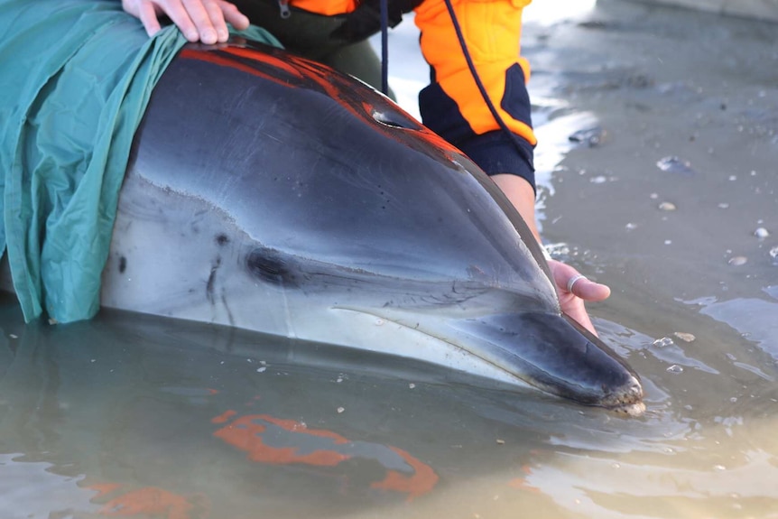 Close up of dolphin stranded near Clifton Beach, southern Tasmania.