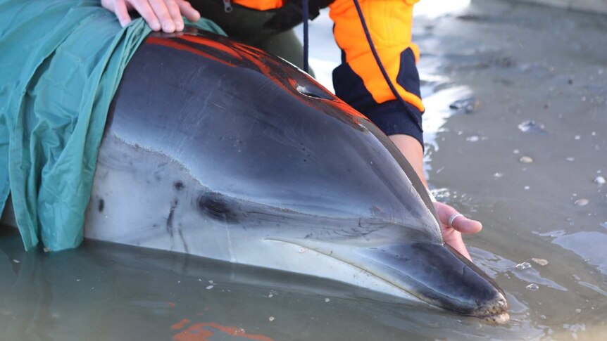 Close up of dolphin stranded near Clifton Beach, southern Tasmania.