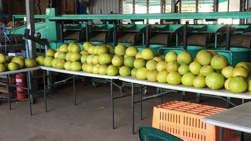 Northern Territory pomelos