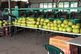 Northern Territory pomelos