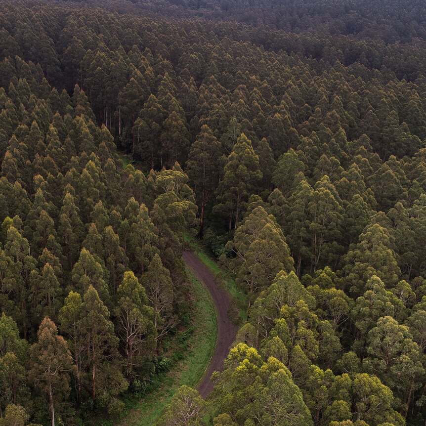 Aerial shot of forest.