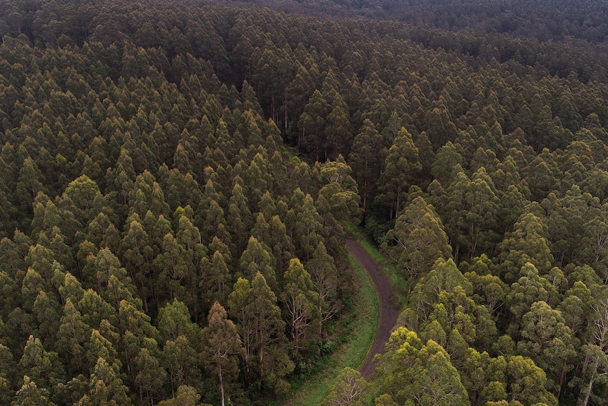 Aerial shot of forest.