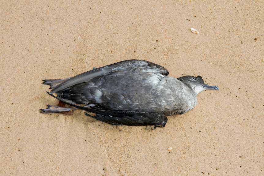A close-up shot of a dead mutton bird on sand. 