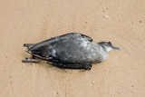 A dark-coloured seabird lies dead in the sand at a beach.