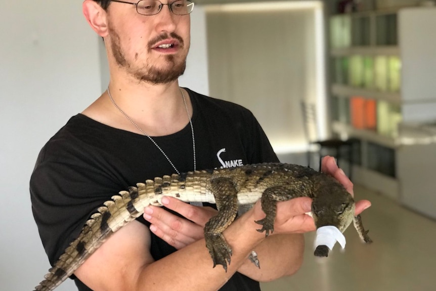 Reptile expert Mark Pelley holds crocodile found in suburban Melbourne.
