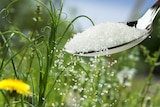 Closeup on a garden as a spoonful of sugar is poured onto the grass.