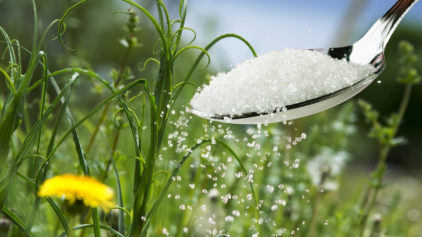 Closeup on a garden as a spoonful of sugar is poured onto the grass.