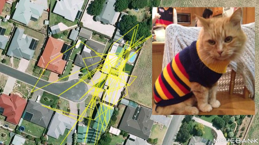 Rusty the cat with his GPS tracking data