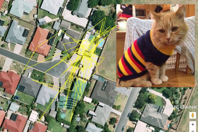 Rusty the cat with his GPS tracking data