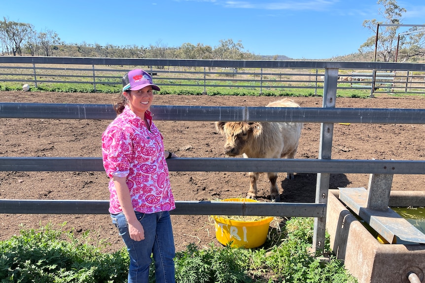 Grazier stands in front of a highland cow in a set of cattle yards.