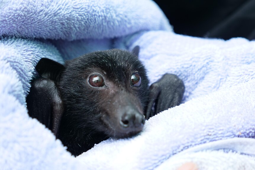 A small black bat's face wrapped in a towel 