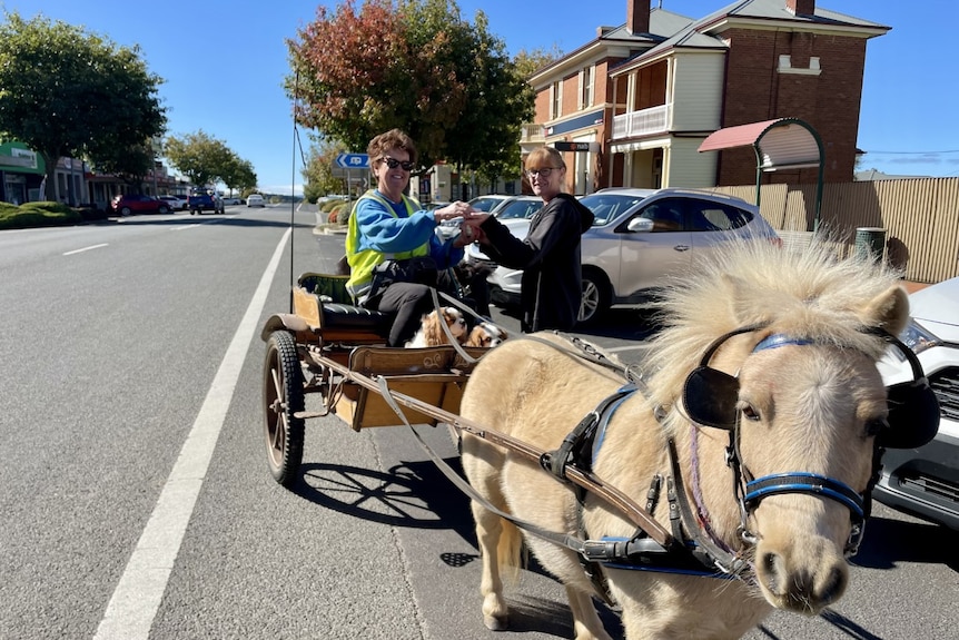 A smiling woman reciving a coffee from a cafe worker while she sits in a sulky with two miniature horses.