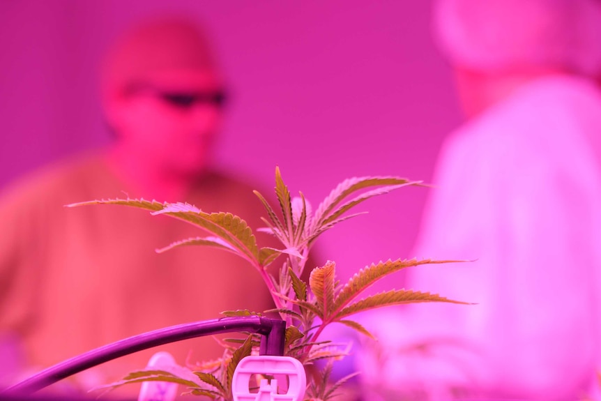 Closeup of a juvenile medicinal cannabis plant at Little Green Pharma's South West facility, July 2020.