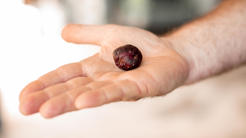 Image of a round ball of red material in a persons hand.