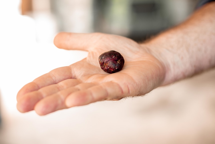 Image of a round ball of red material in a persons hand.