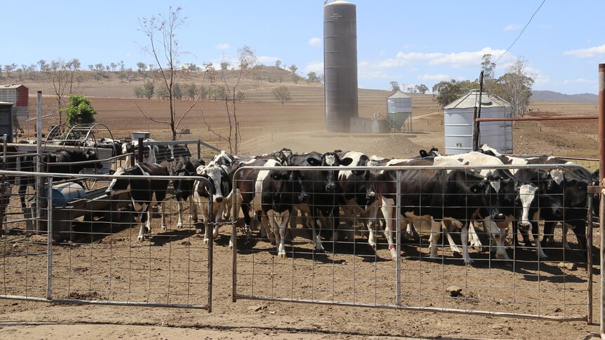 A mob of dairy cows are is rounded up before being loaded onto a truck.