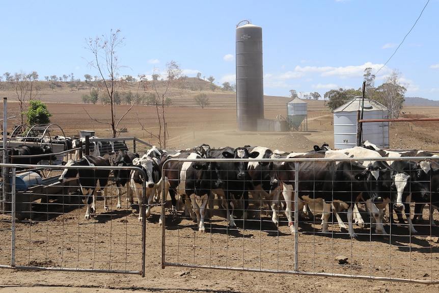 A mob of dairy cows are is rounded up before being loaded onto a truck.