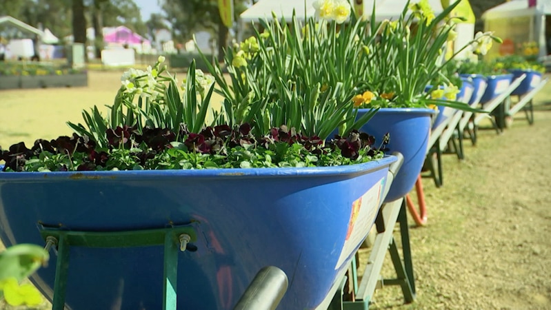 Line of wheelbarrows filled with plants