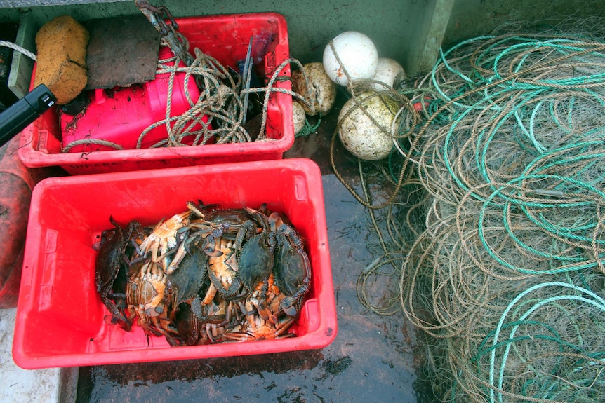 A tub full of crab, fishing nets and buoys in a small fishing boat
