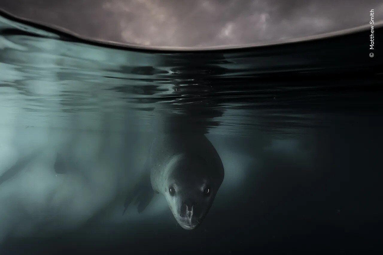 A curious leopard seal beneath the Antarctic ice