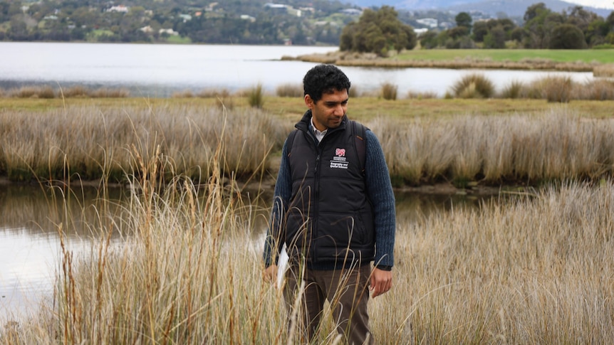 A man walking through native grasses on a river bank