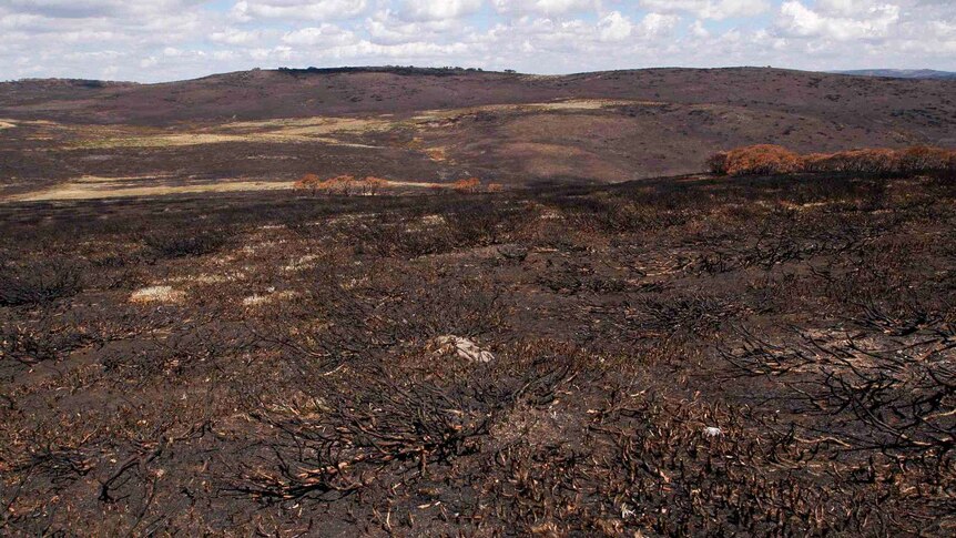 Burnt alpine landscape