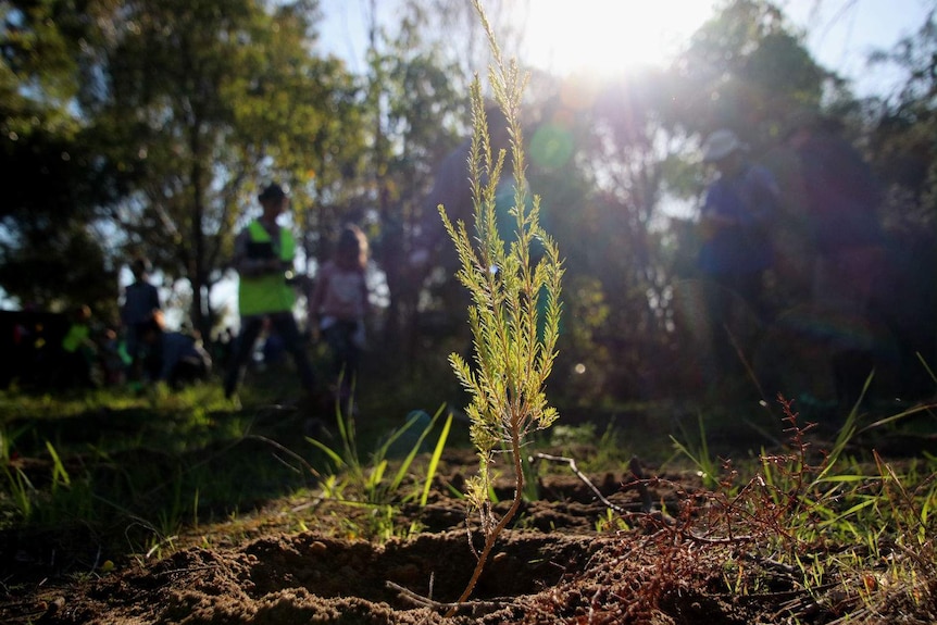 A small green tree recently planted rising out of the ground with volunteers behind it.