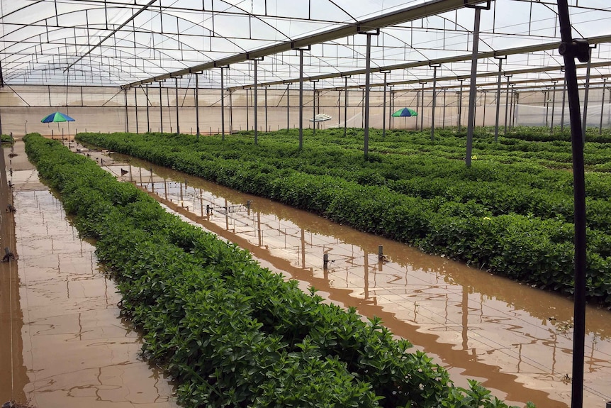 Flooded herb crops at Two Wells.