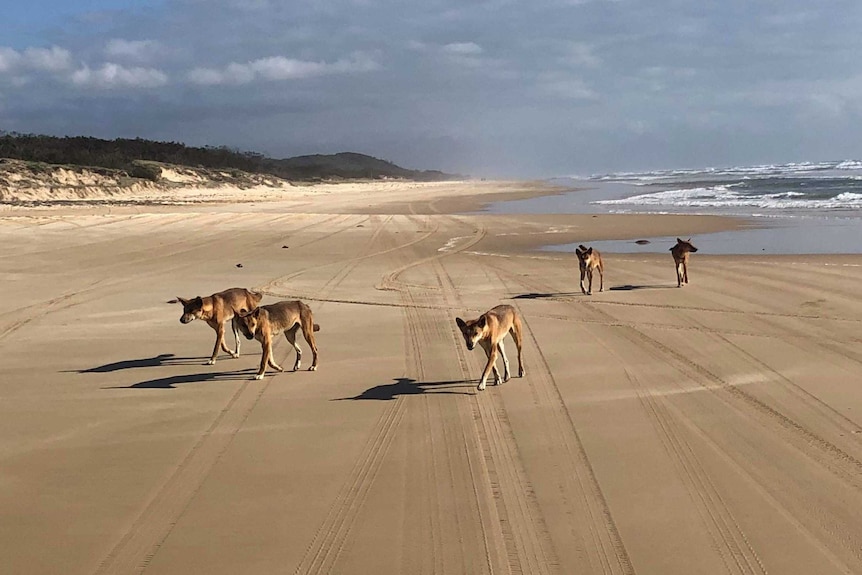 Meute de cinq dingos marchant sur la plage.