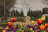 Tulips bloom along Canberra's main road.