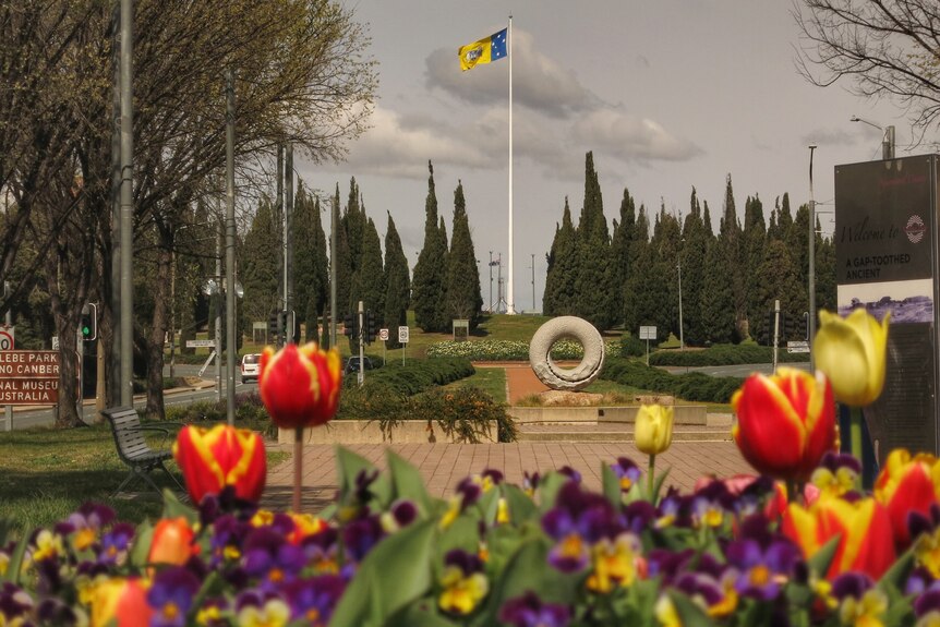 Tulips bloom along Canberra's main road.