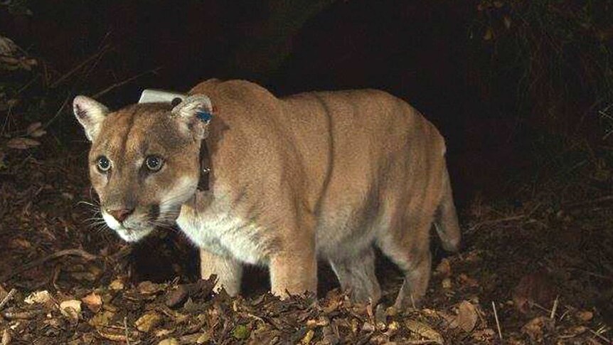 Mountain lion known as P-22 roams Griffith Park in Los Angeles