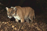 Mountain lion known as P-22 roams Griffith Park in Los Angeles