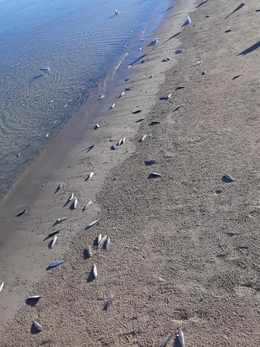 Dead fish washed up on a beach.