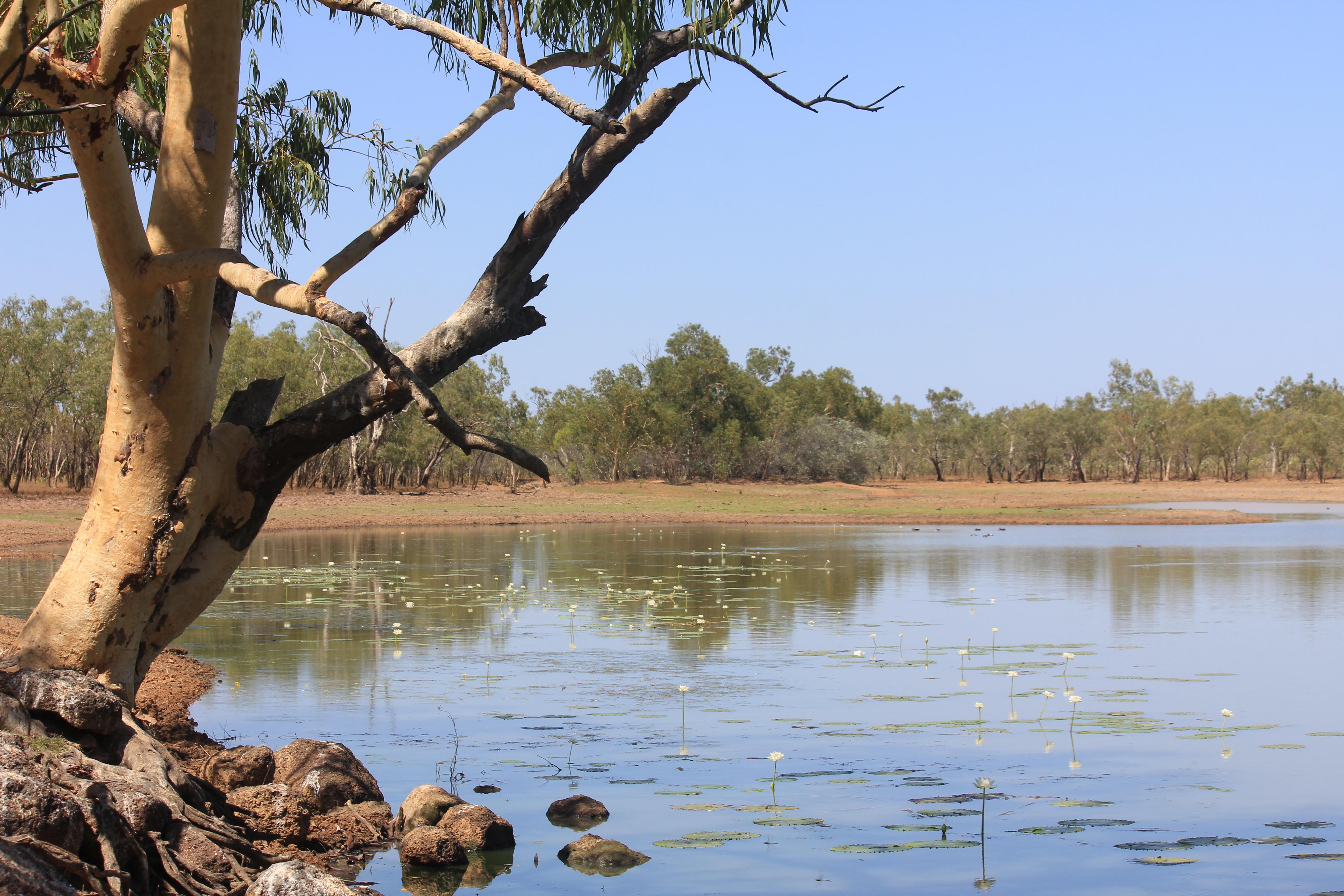 A gum tree leans on an angle next to an inland outback creek with lillypads growing in it.