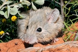 A Shark Bay mouse 