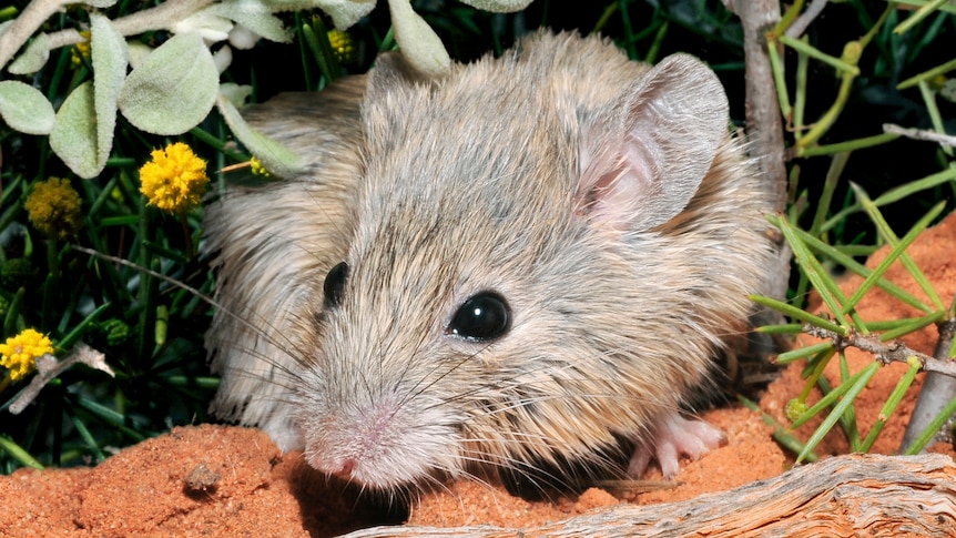 A Shark Bay mouse 