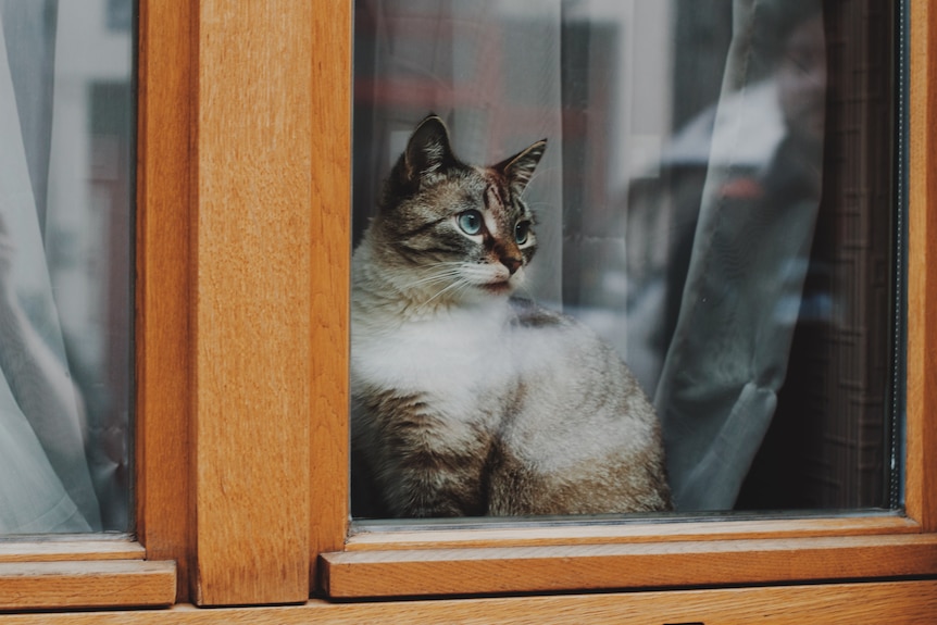 A cat looks out a window
