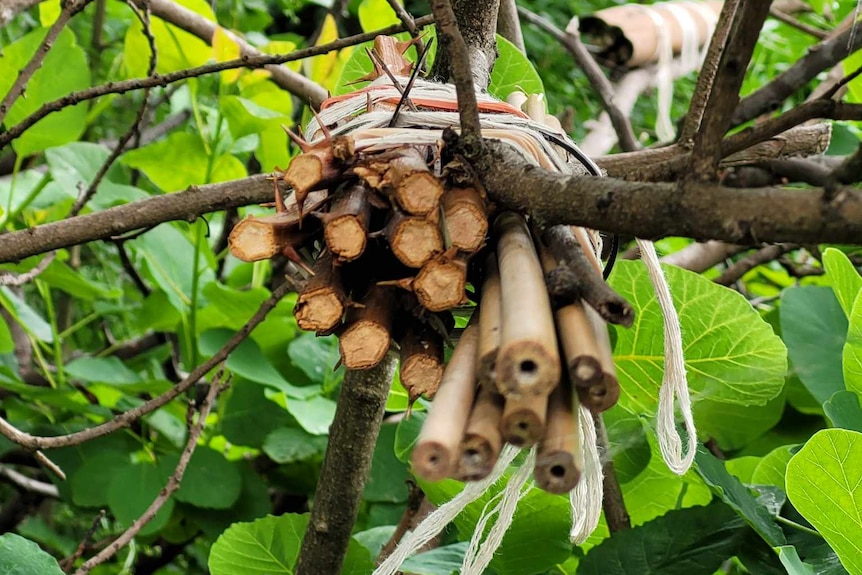 Bundle of bamboo sticks in a teee