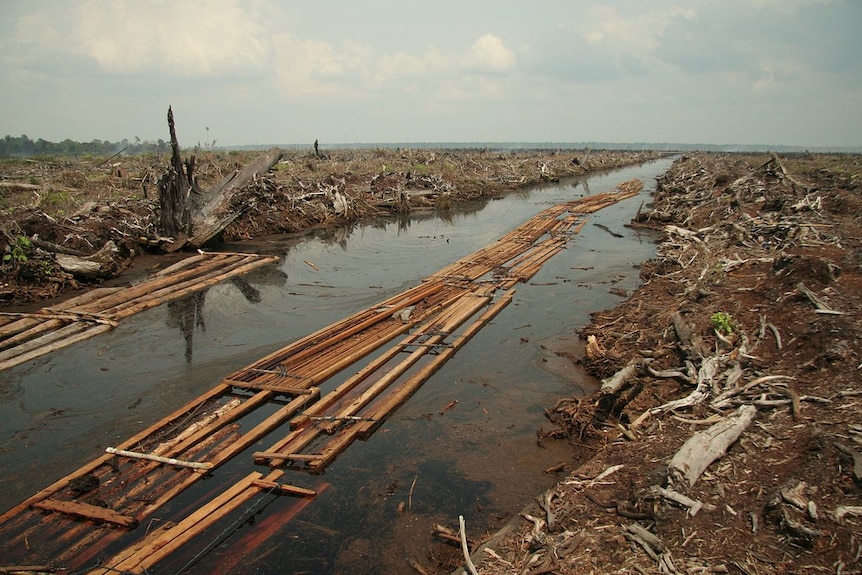 Deforestation for oil palm plantation.