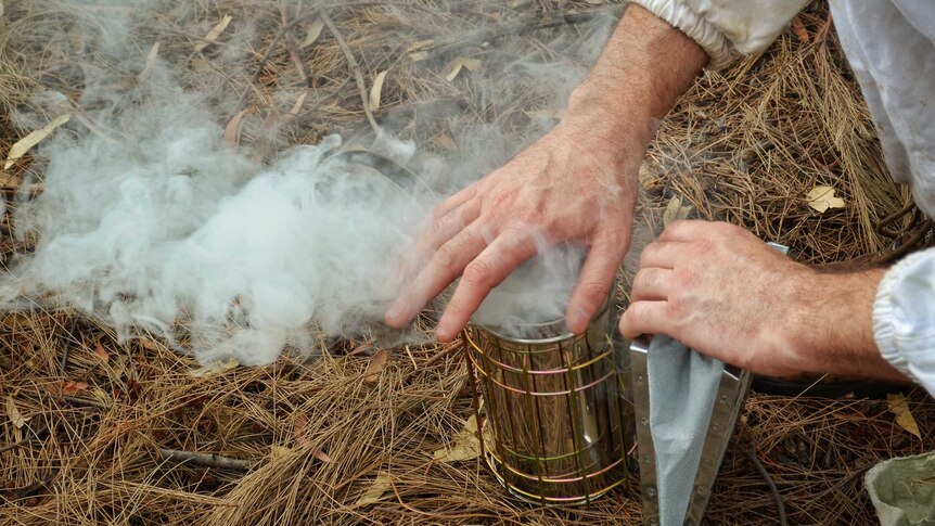A small metal smoking tin is resting on the ground, with a beekeeper holding his hand over the top to show it's cool smoke.